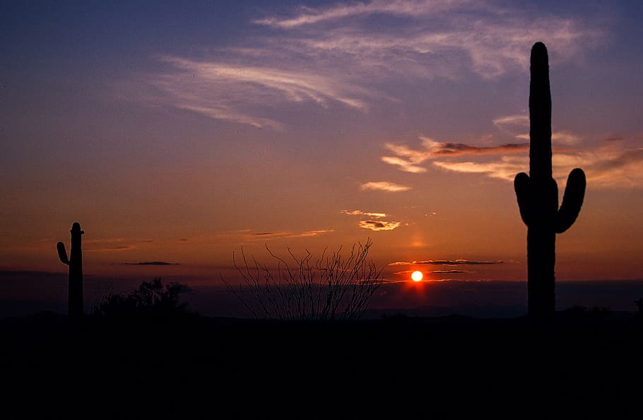 Sunset as Saguaro Cactus seen in the foreground, arizona, beautiful, HD wallpaper