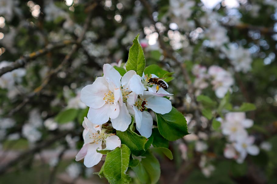 bee, flower, blossom, bloom, insect, honey bee, nectar, spring HD wallpaper