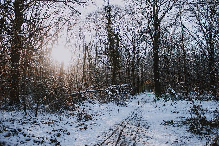baretrees filled with snow, nature, plant, forest, light, flare HD wallpaper