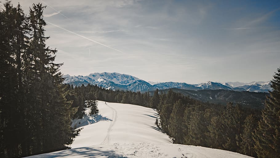 white snow path, plant, tree, fir, abies, conifer, pine, outdoors HD wallpaper