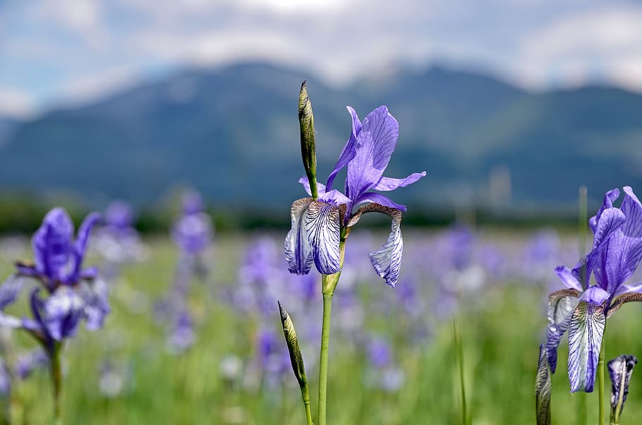 iris, flowers, nature, spring, lilies, violet, flowering plant HD wallpaper