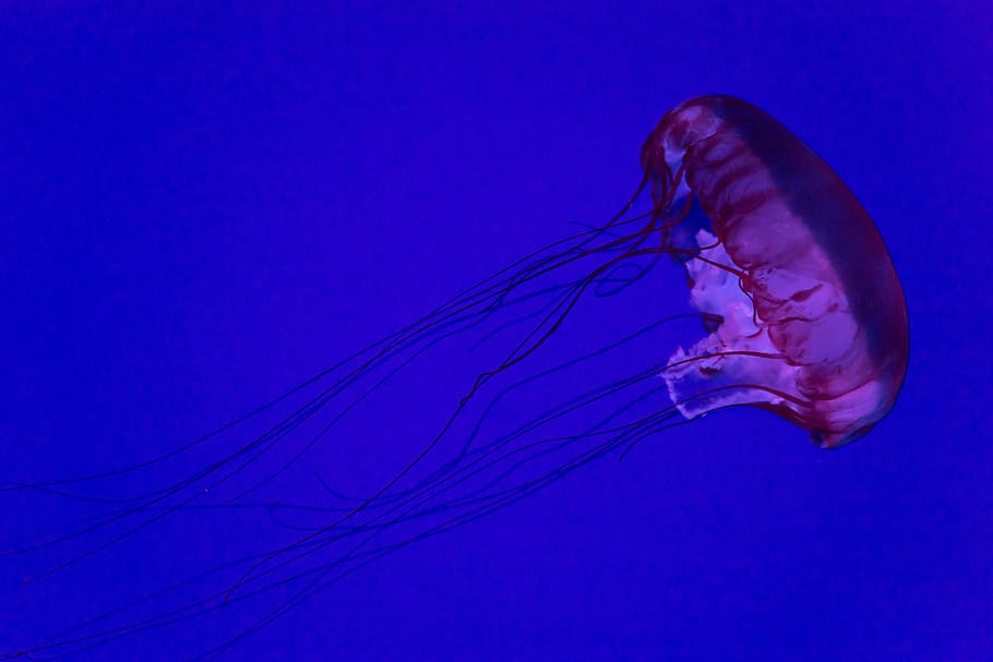 Purple Jellyfish, animal, aquarium, aquatic, beautiful, blue, HD wallpaper