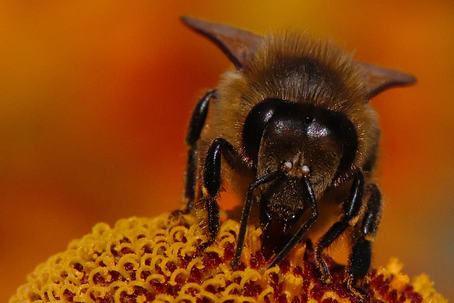 bee, gelenium, flower, blossom, bloom, plant, nature, flora HD wallpaper