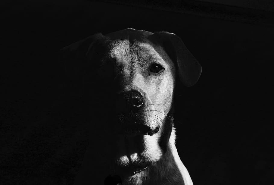 dog, lab, hound, pet, portrait, shadow, animal, fur, nose, eyes HD wallpaper