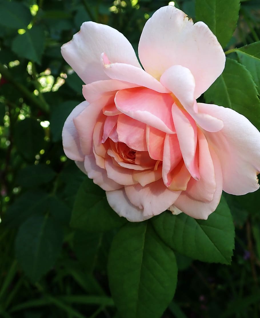 Алики благоухающая роза