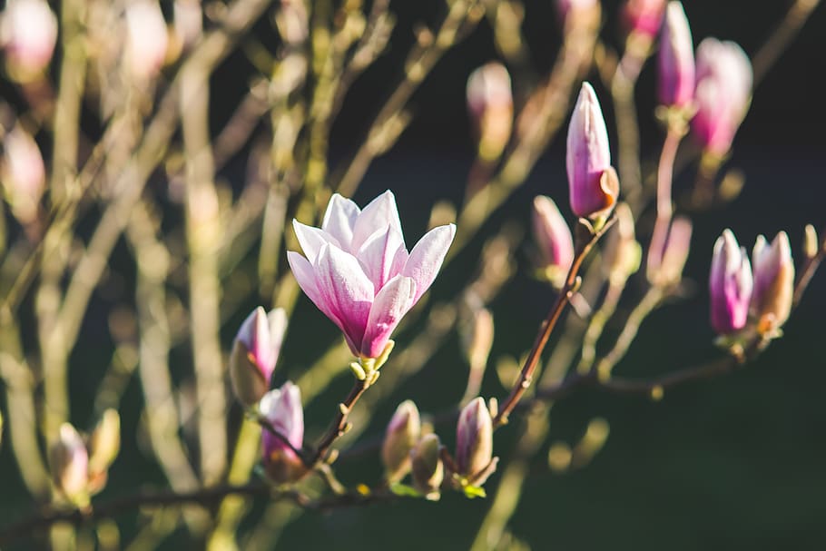 Blossoming of magnolia flowers in spring time, bloom, blooming HD wallpaper