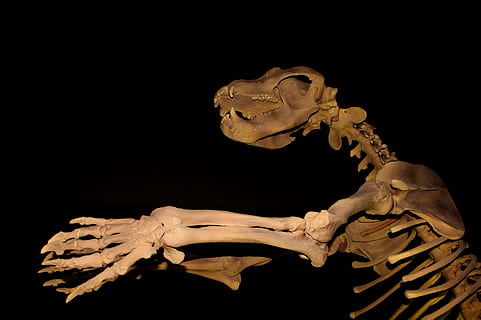 Giant Cave Bear - Extinct Megafauna, eocene, skull, canines, animal HD wallpaper