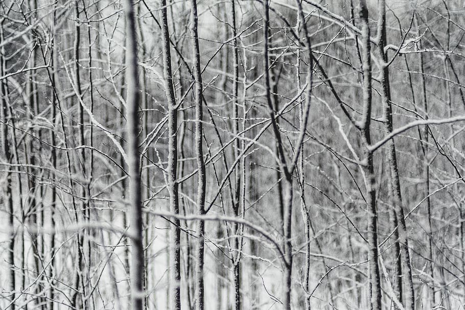 withered tree grayscale photography, forest, snow, winter, branch HD wallpaper