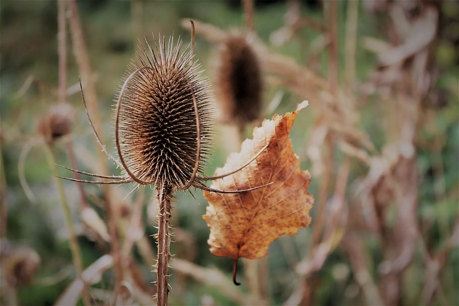 autumn, leaf, nature, fall foliage, prickly, plant, autumn mood HD wallpaper