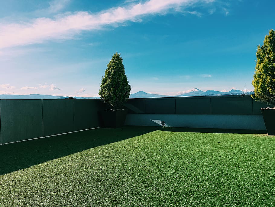 plant, grass, tree, lawn, ecuador, quito, av. mariana de jesús 509 HD wallpaper