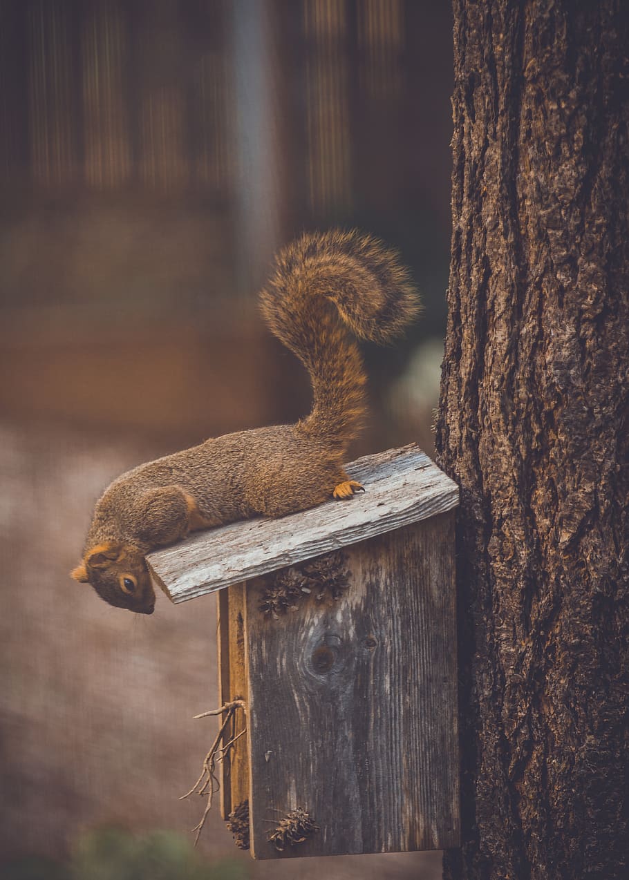 united states, eugene, squirrel, trunk, tree trunk, animal themes HD wallpaper