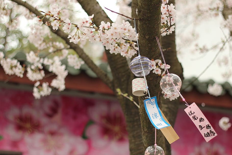 close-up photography of round glasses hanged on tree during daytime, HD wallpaper