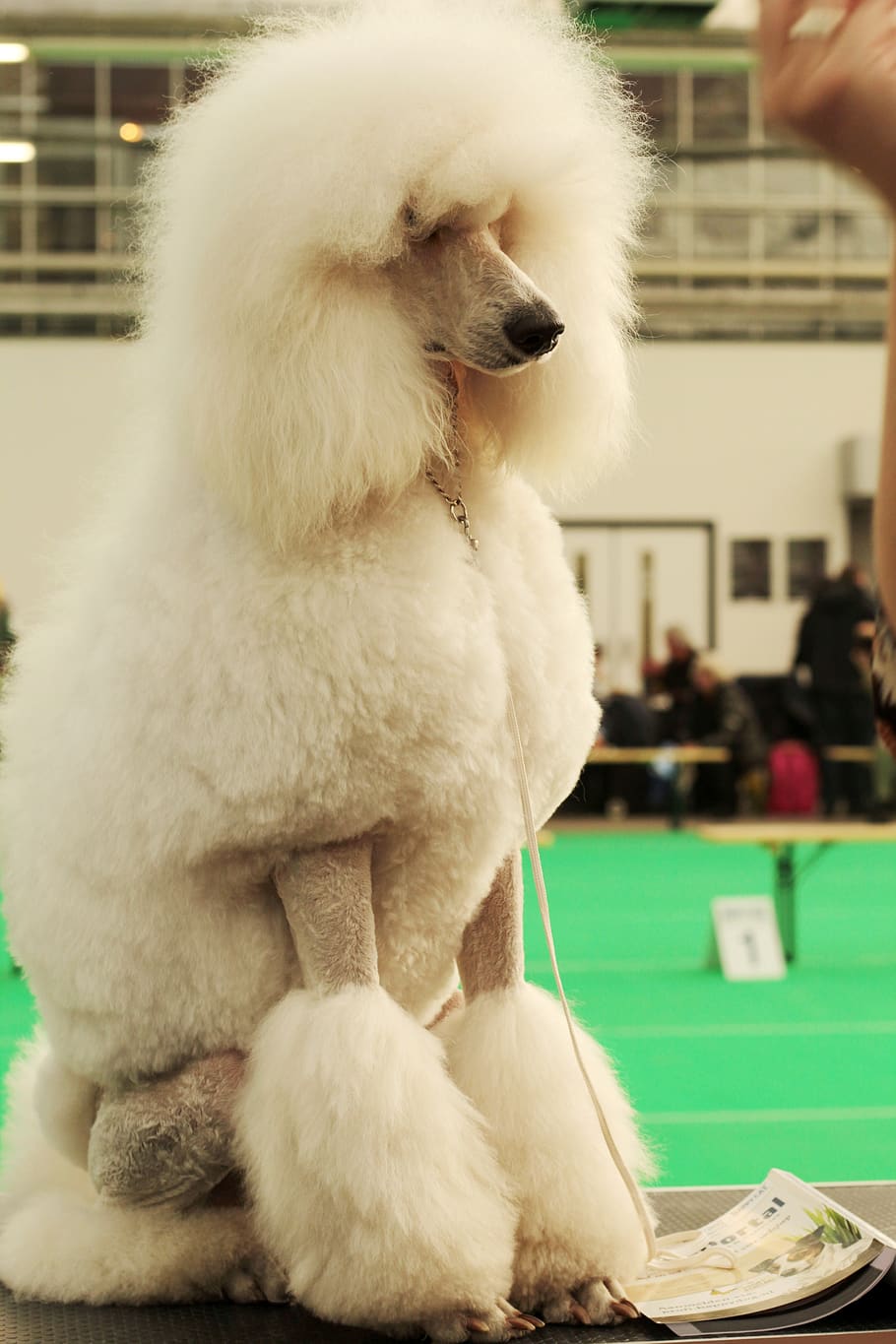 fashion french poodle