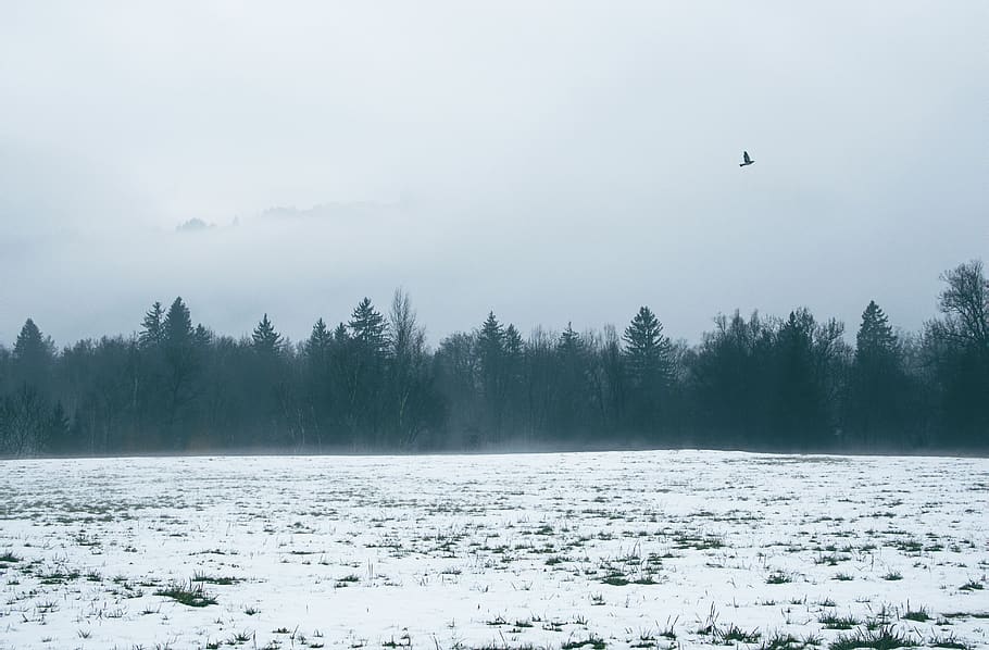 tree, background, blue, black, white, cold, dust, fly, pet HD wallpaper