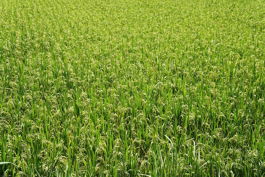 rice, corps, green, pattern, grass, green color, plant, field HD wallpaper