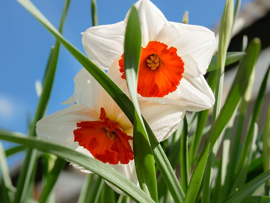 flower, spring, flowering plant, fragility, freshness, beauty in nature HD wallpaper