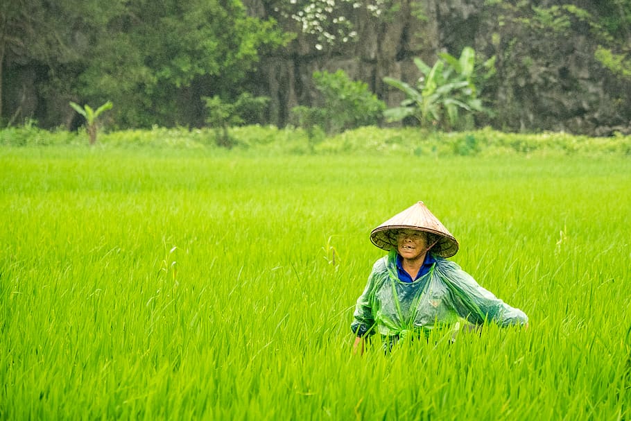woman wearing conical hat walking toward rice field, child, plant, HD wallpaper