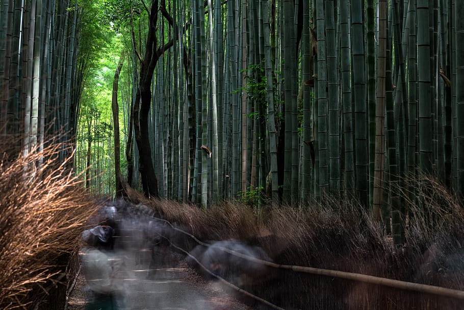 japan, kyoto, arashiyama, adventure, people, long exposure, HD wallpaper