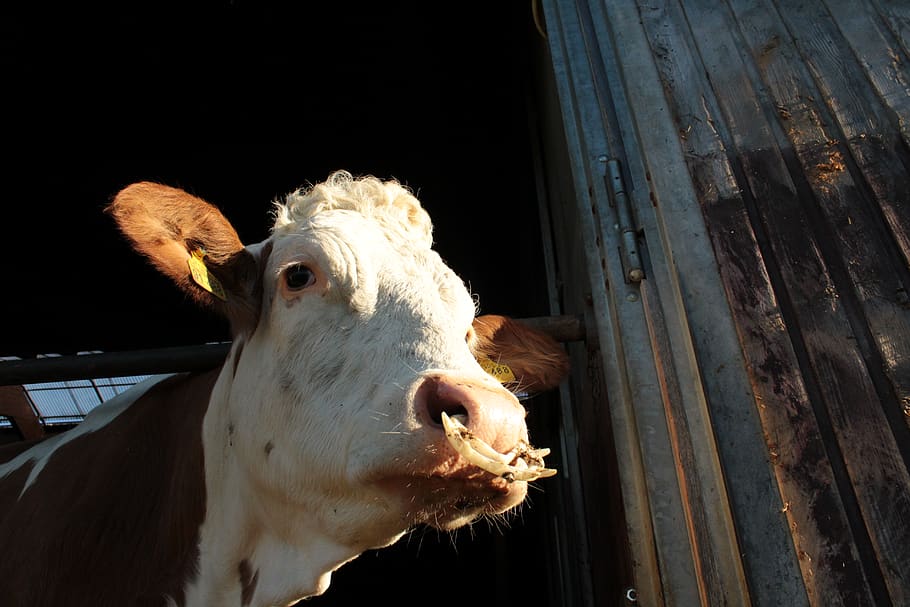 cow, farm, mammal, animal themes, livestock, domestic animals HD wallpaper