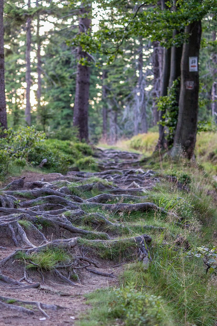 poland, jugów, path, roots, forest, nature, trees, road, plant HD wallpaper