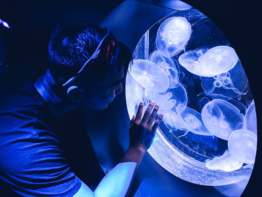 man touching aquarium with jelly fish, indoors, one person, blue HD wallpaper