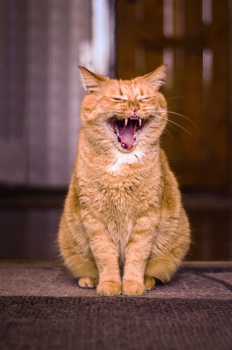 cat, yawning, redhead, red-headed cat, animal, posture, expression, HD wallpaper