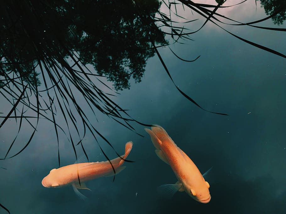 fish, water, animal, animal themes, animals in the wild, animal wildlife HD wallpaper