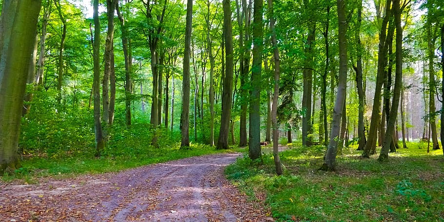 forest, nature, away, trees, idyllic, mood, landscape, coniferous forest HD wallpaper