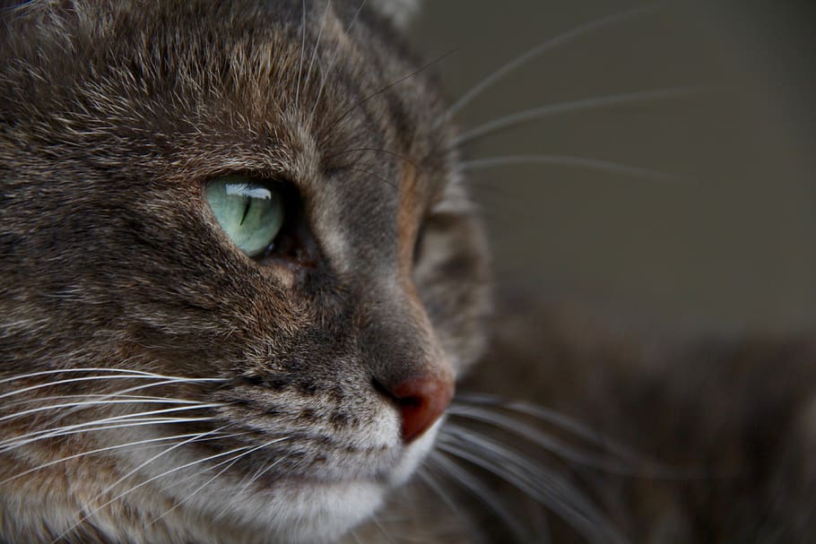 cat, kitty, close up, portrait, eye, whiskers, animal themes HD wallpaper