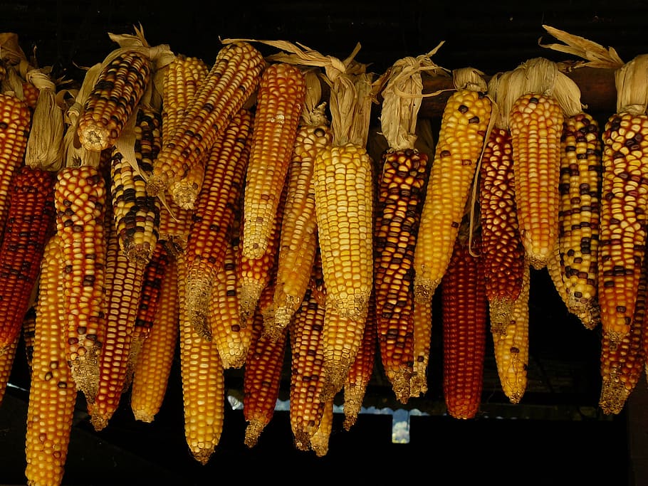 Lots of sweet corn, vegetable, vegetables, yellow, food and drink HD wallpaper