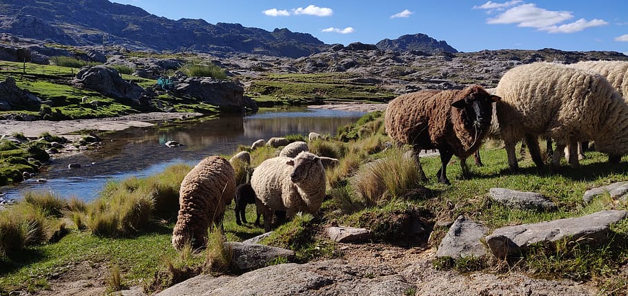 argentina, cordoba, sheeps, mountains, mammal, animal themes, HD wallpaper
