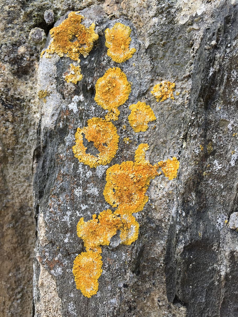 lichen, nature, rock, moss, summer, outdoor, environment, natural HD wallpaper