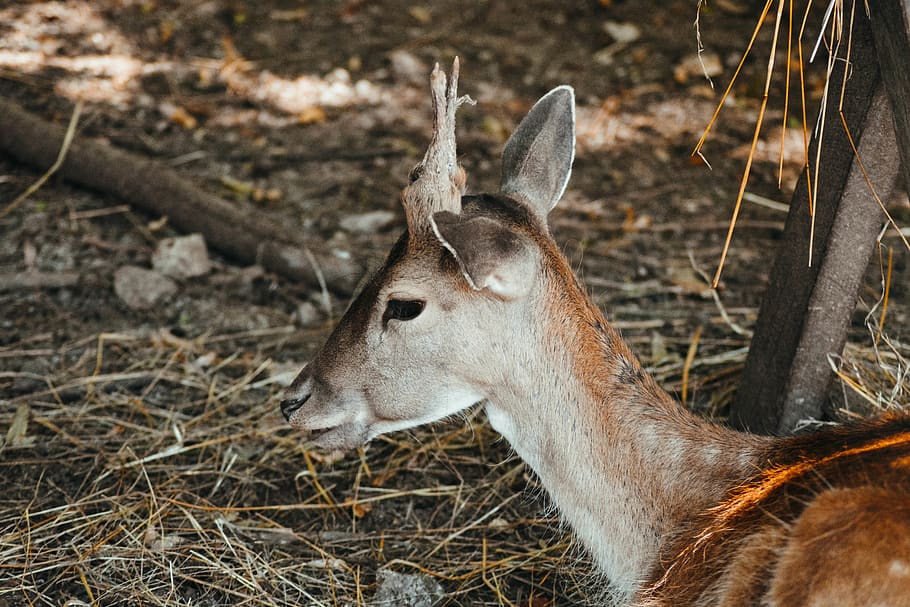 brown and white deer on brown field, wildlife, animal, mammal HD wallpaper