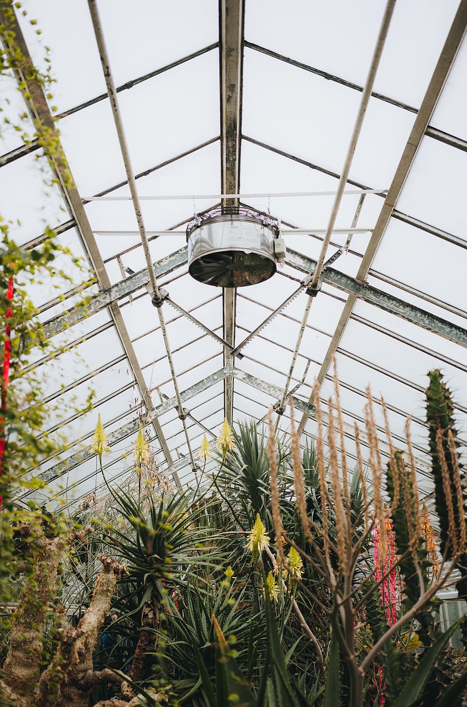 plants inside room, architecture, building, window, skylight HD wallpaper