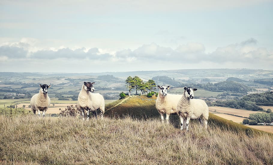 four white sheeps, group of animals, animal themes, vertebrate HD wallpaper