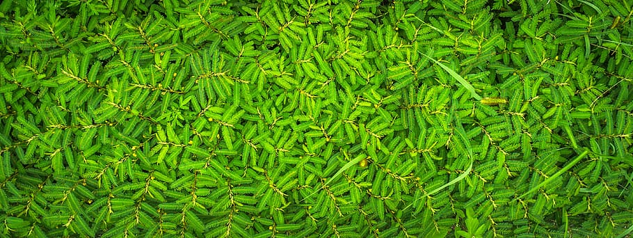 leaf, nature, green, plants, pattern, summer, green color, growth HD wallpaper