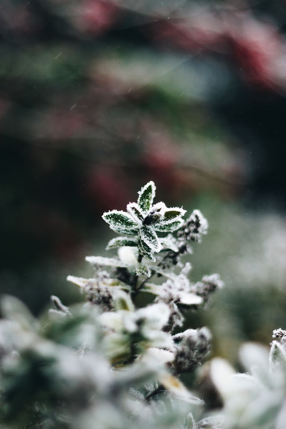 snow covered green plant, selective focus, winter, cold temperature HD wallpaper
