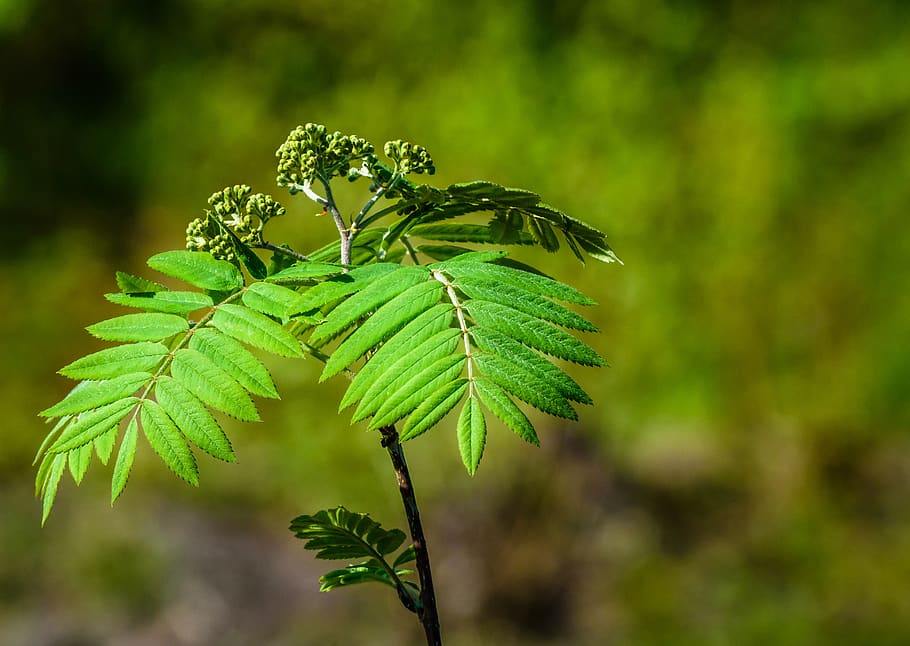 tree, sapling, plant, nature, green, small, leaf, botany, green color HD wallpaper