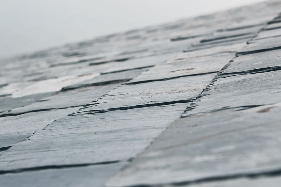 gray roof tiles, slate, tile roof, flagstone, back, bird, accipiter