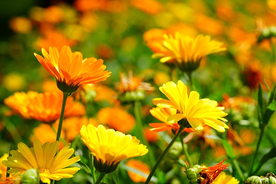 marigold, flower, blossom, bloom, yellow orange, calendula officinalis, HD wallpaper