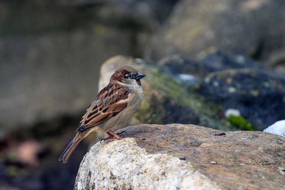 sperling, sparrow, house sparrow, passer domesticus, bird, nature, HD wallpaper