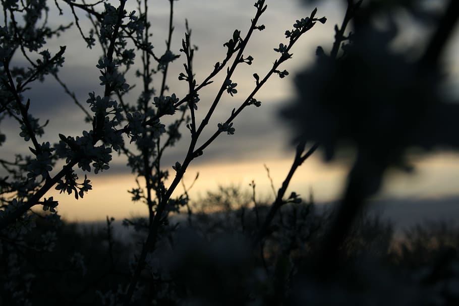 Silhouette of Tree during Sunset, dark, leaves, macro, plants HD wallpaper