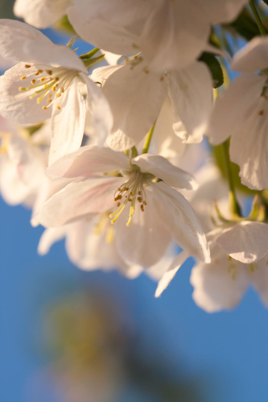 beautiful, blossom, bright, bunch, closeup, detail, flora, floral HD wallpaper