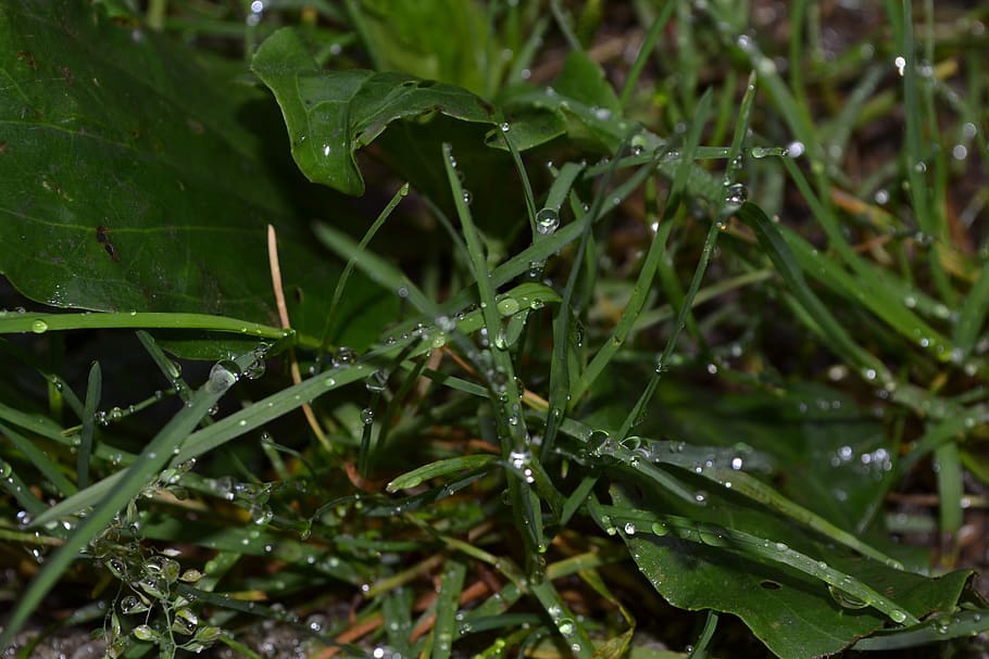 green, grass, nature, leaf, spring, plant, ecology, wet, drop HD wallpaper
