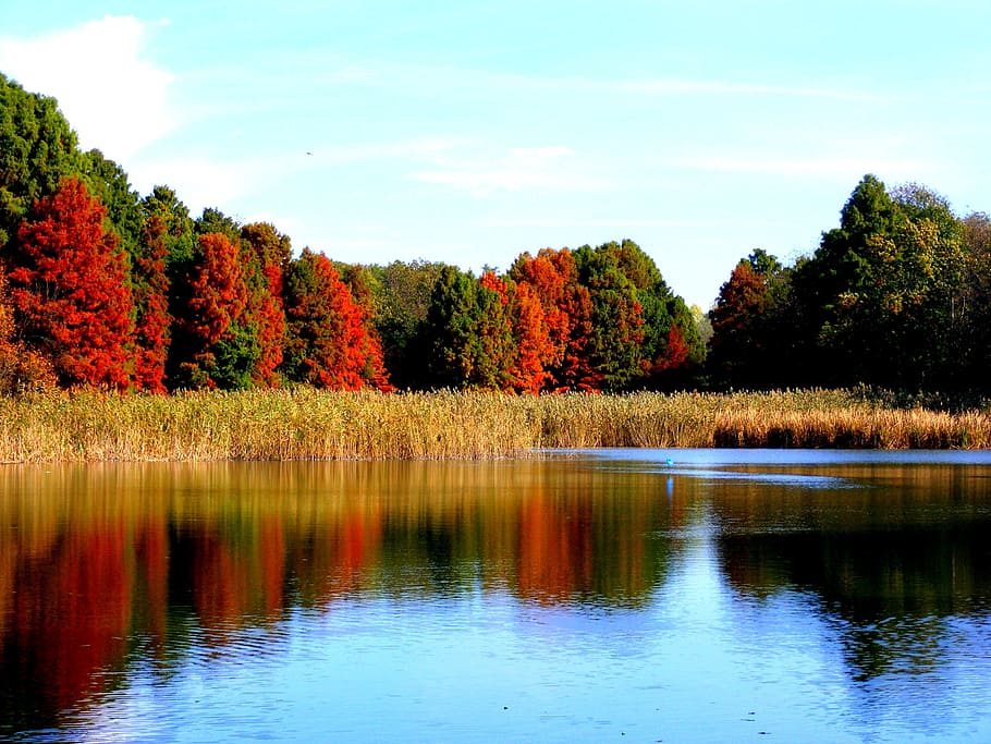 wild, nature, river, forest, color, colorful, autumn, tree HD wallpaper