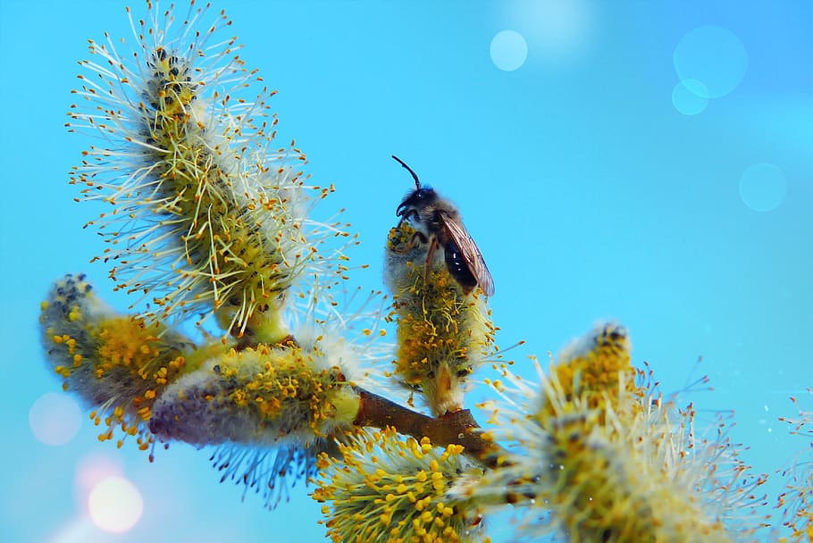 cat, bazia, flower, posts, insect, bee, spring, animals, nature HD wallpaper