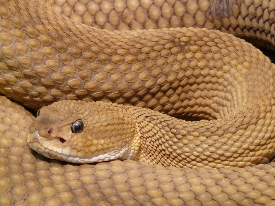 Brown Viper Snake, animal, basilisk rattlesnake, close-up, creepy, HD wallpaper