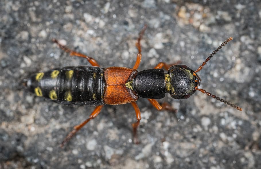 Macro Photography of Insect, animal, blur, bug, close-up, depth of field HD wallpaper