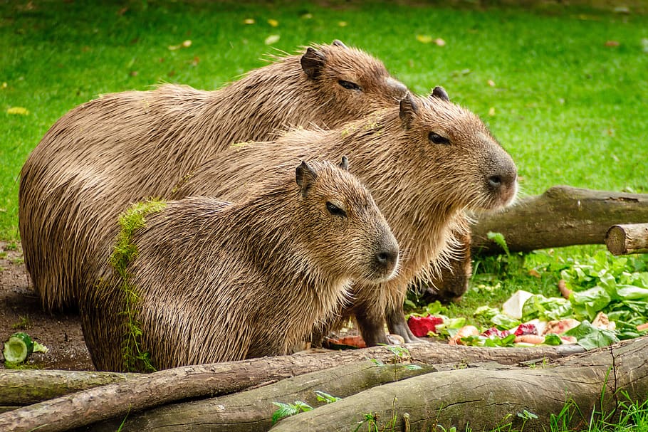 Photo of 3 Capybara Standing Near Wooden Branch and Grass, animals