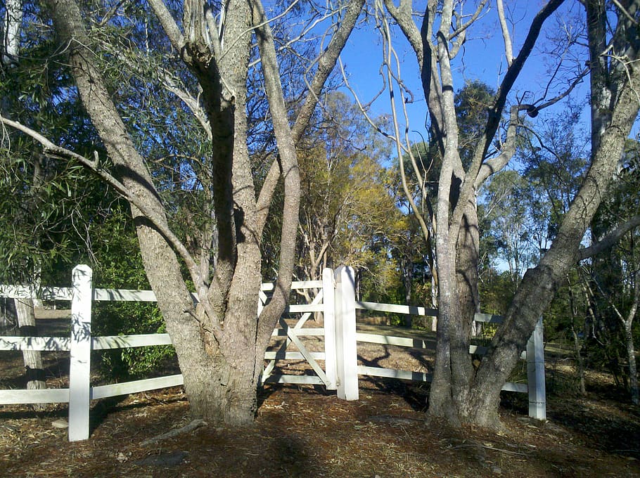 australia, brookfield, white gate, gum trees, rural, fence, HD wallpaper